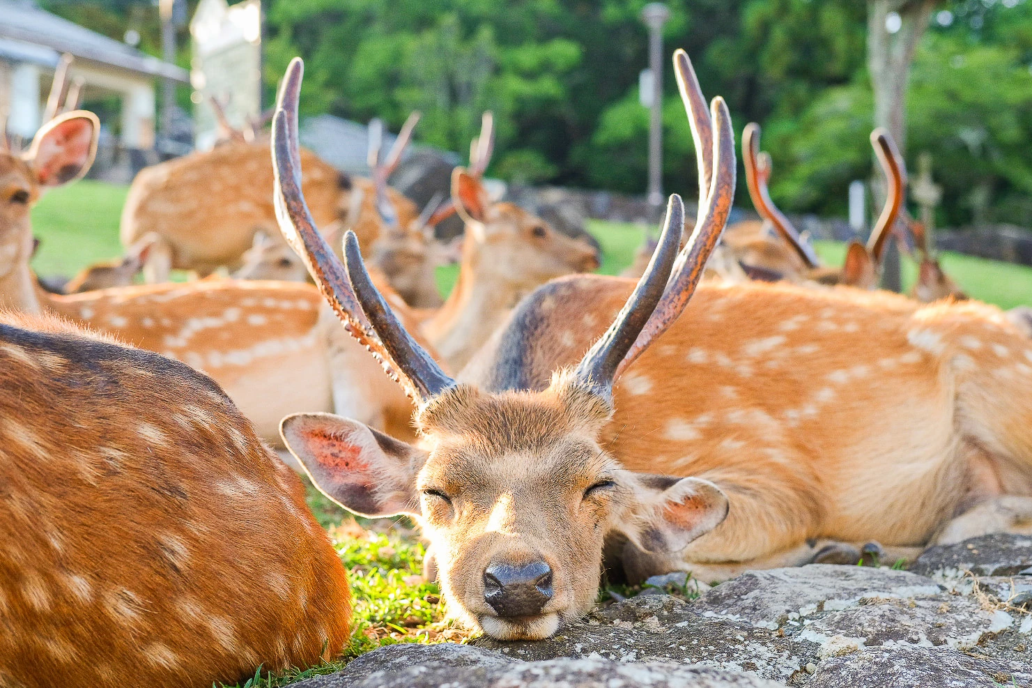 奈良公園(鹿)