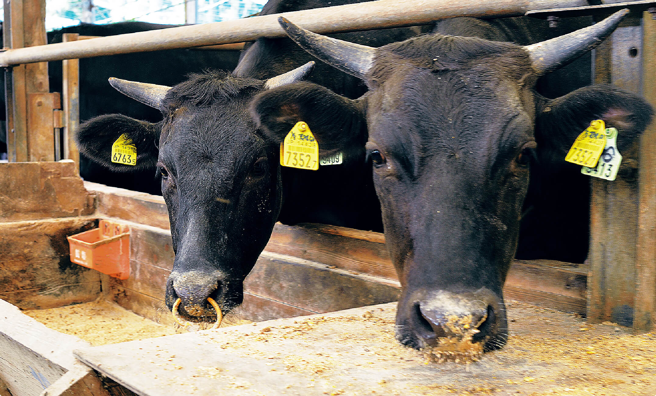 南日本くみあい飼料株式会社